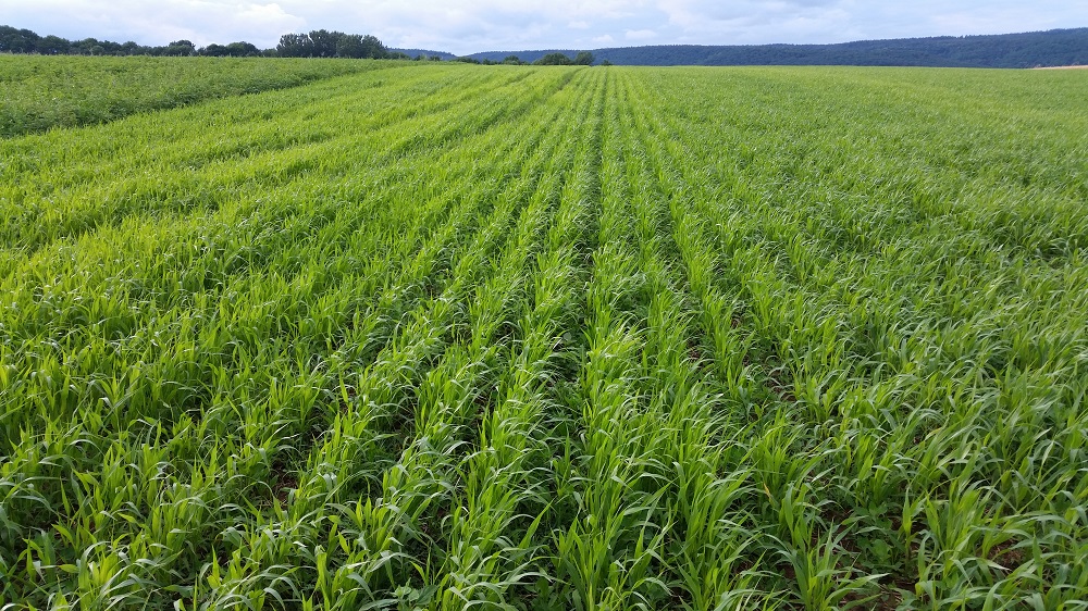 Ernte – Knollen auf Stroh