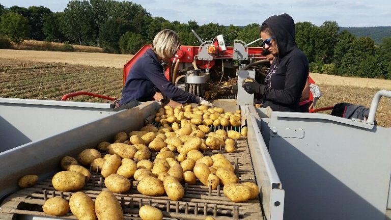 Kartoffelernte 1
