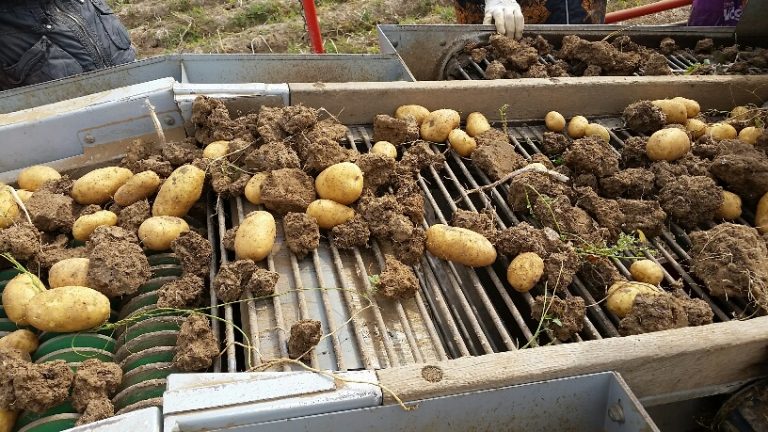 Kartoffelernte 2