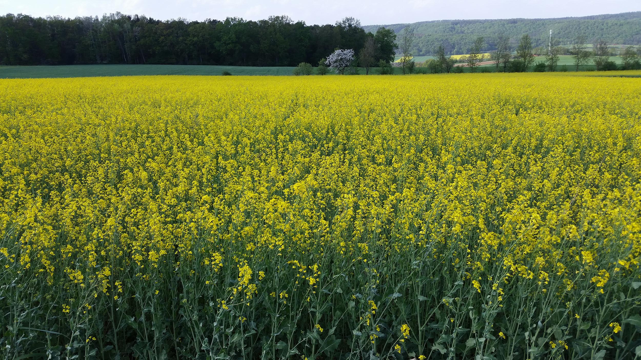 Biohof Brunner — Feld